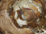 Petrified Wood (Cherry) Round - McDermitt, Oregon #93828-1